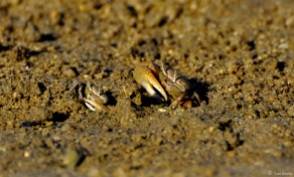 Caranguejos na Praia de Sepetiba.